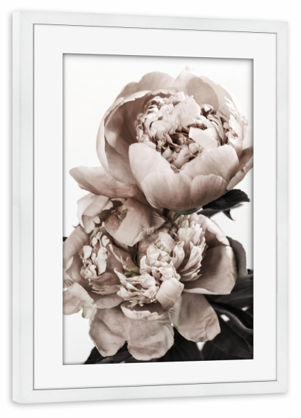 Poster mit Rahmen weiß "Peonies Portrait" artboxONE - Natur,Floral - Peonies,Floral,Flowers,Blumen,Natur,Nature,Closeup,Nahaufnahme,Boho
