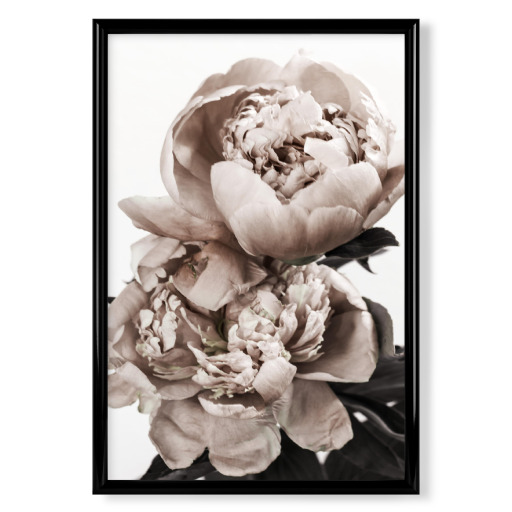 Peonies Portrait