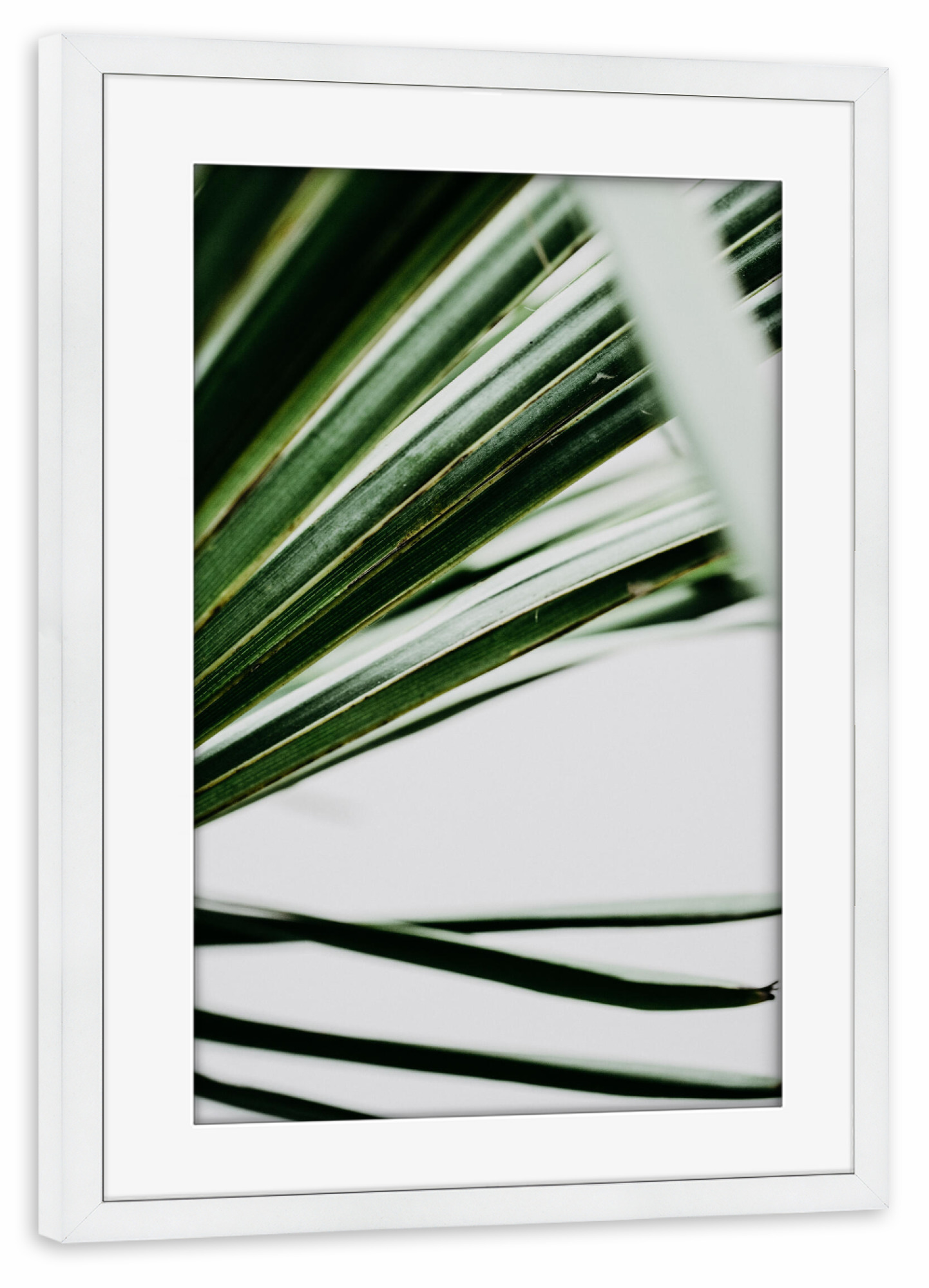 Poster mit Rahmen weiß "Palmenblatt I" artboxONE - Natur,Floral - Palmenblatt,Minimalistisch,Grün,Palm,Tree,Palmenblätter,Floral,Natur,Nature