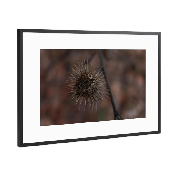 Poster mit Rahmen Schwarz (Metallic) "Getrocknete Blumenliebe" artboxONE - Natur