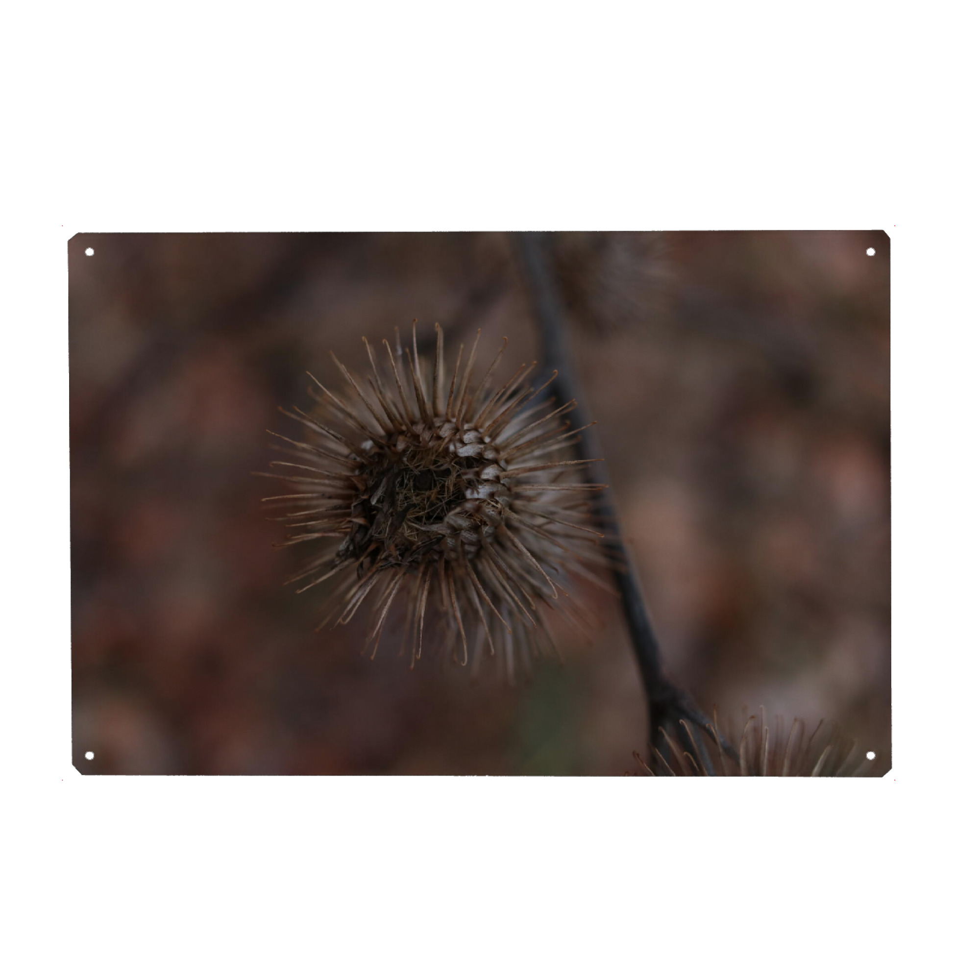 Metall Poster "Getrocknete Blumenliebe" artboxONE - Natur