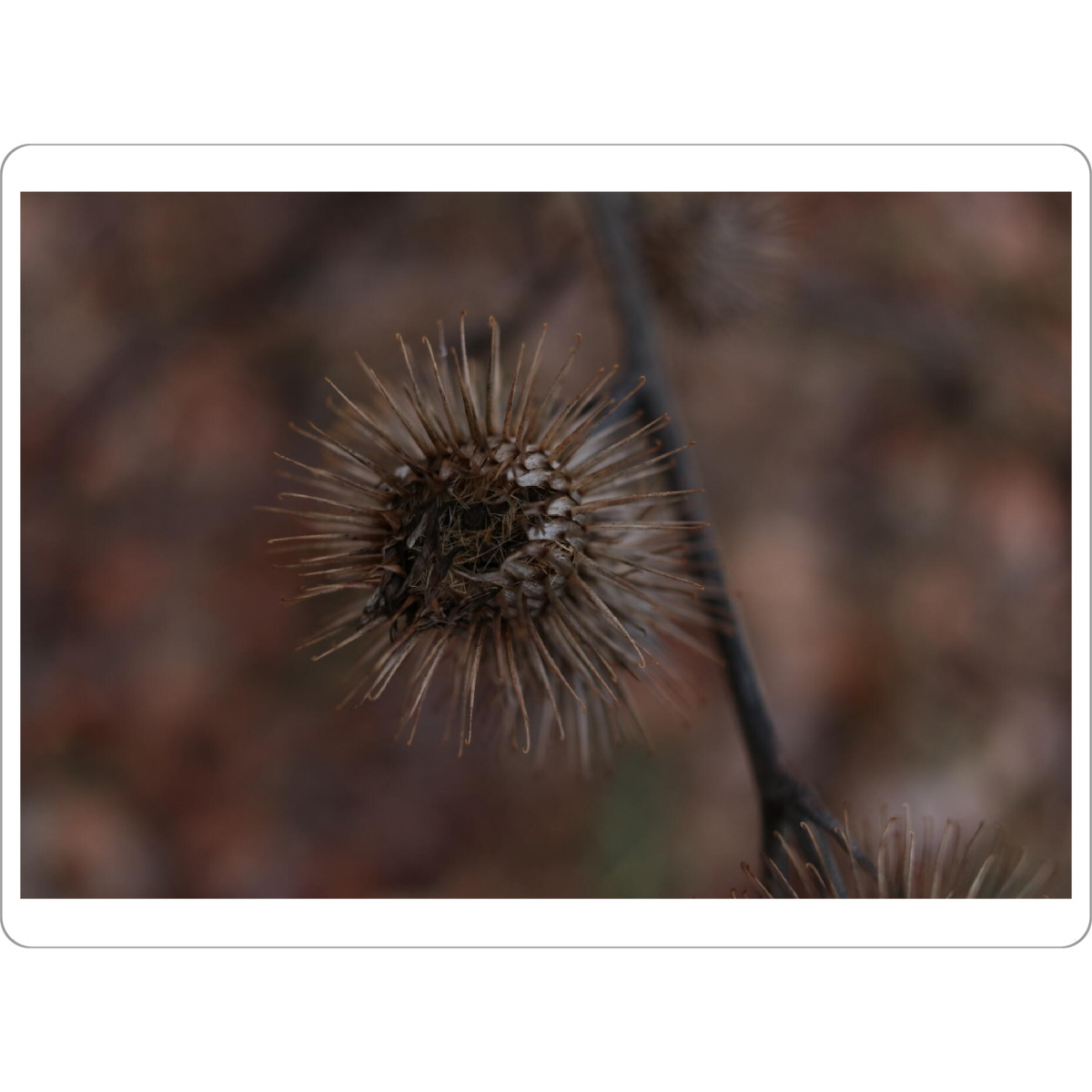 Tischset "Getrocknete Blumenliebe" artboxONE - Natur