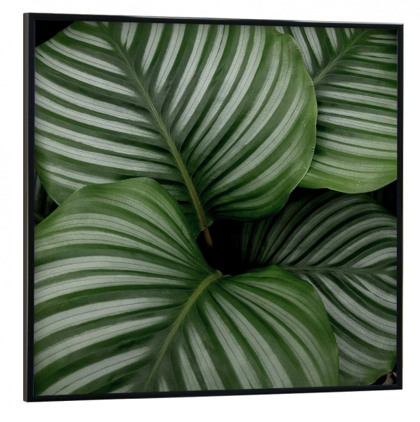 Poster mit schwarzem Rahmen 30x30 cm "Calathea Orbifolia" artboxONE - Natur,Floral
