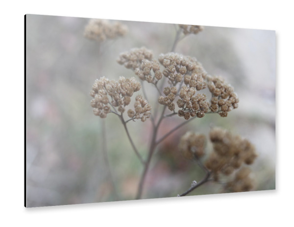 Alu-Dibond "Getrocknete Blume" 30x20 cm artboxONE