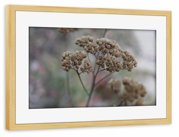 Poster mit Rahmen kiefer "Getrocknete Blume" artboxONE - Natur