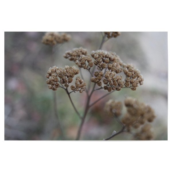 Poster "Getrocknete Blume" artboxONE - Natur