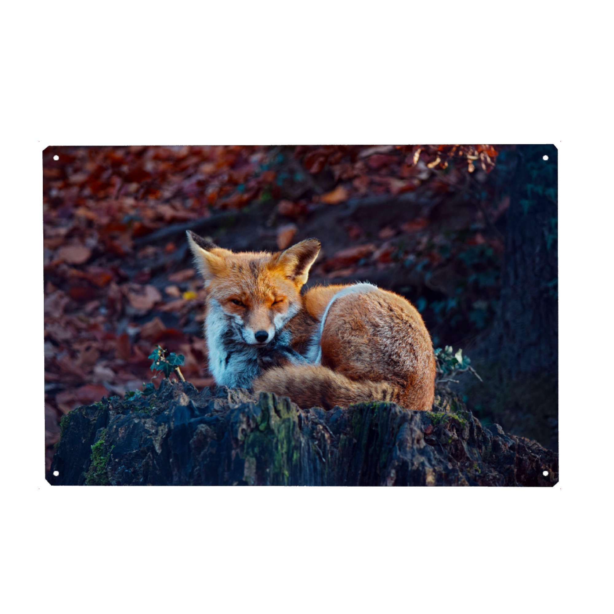 Metall Poster "Verschlafener Fuchs" artboxONE - Natur,Tiere,Lustig