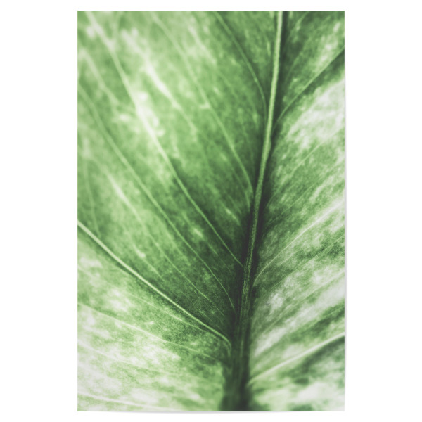 Poster "Bright Leaf" artboxONE - Natur,Floral - Blatt,Makroaufnahme,Makrofotografie,Natur,Nature,Closeup,Nahaufnahme,Leaf