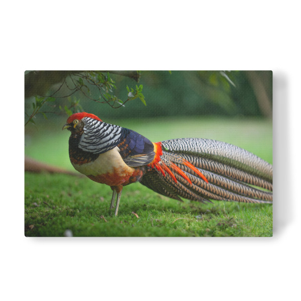 Leinwandbild "Fabulous Feathers" artboxONE - Natur,Tiere - Vogelportrait,Fasan,Bunt,Garten,Rasen,Gras,Tier,Animal,Bird,Vogel