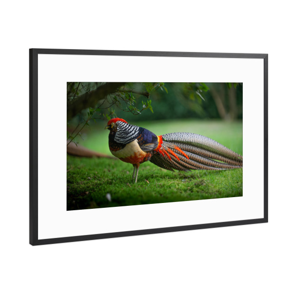 Poster mit Rahmen Schwarz (Metallic) "Fabulous Feathers" artboxONE - Natur,Tiere - Vogelportrait,Fasan,Bunt,Garten,Rasen,Gras,Tier,Animal,Bird,Vogel