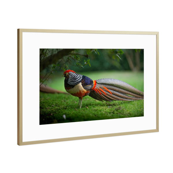 Poster mit Rahmen Gold "Fabulous Feathers" artboxONE - Natur,Tiere - Vogelportrait,Fasan,Bunt,Garten,Rasen,Gras,Tier,Animal,Bird,Vogel