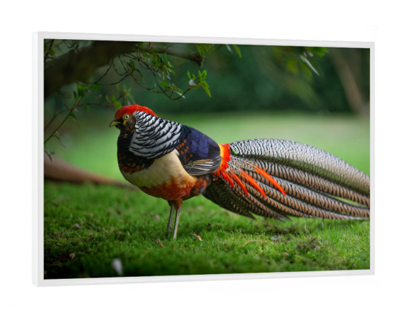 Poster mit weißem Rahmen "Fabulous Feathers" artboxONE - Natur,Tiere - Vogelportrait,Fasan,Bunt,Garten,Rasen,Gras,Tier,Animal,Bird,Vogel