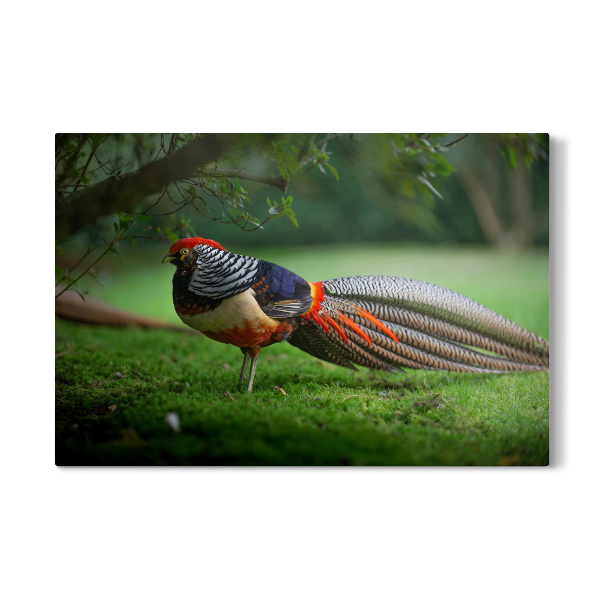 Galerie-Print "Fabulous Feathers" 30x20 cm artboxONE