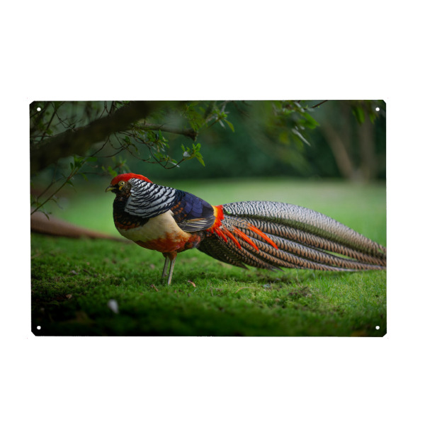 Holzbild "Fabulous Feathers" artboxONE - Natur,Tiere - Vogelportrait,Fasan,Bunt,Garten,Rasen,Gras,Tier,Animal,Bird,Vogel
