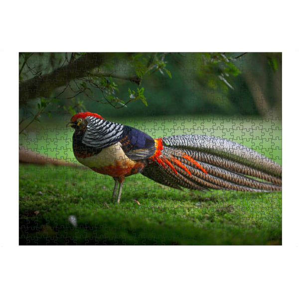 Puzzle Ravensburger "Fabulous Feathers" artboxONE - Natur,Tiere - Vogelportrait,Fasan,Bunt,Garten,Rasen,Gras,Tier,Animal,Bird,Vogel