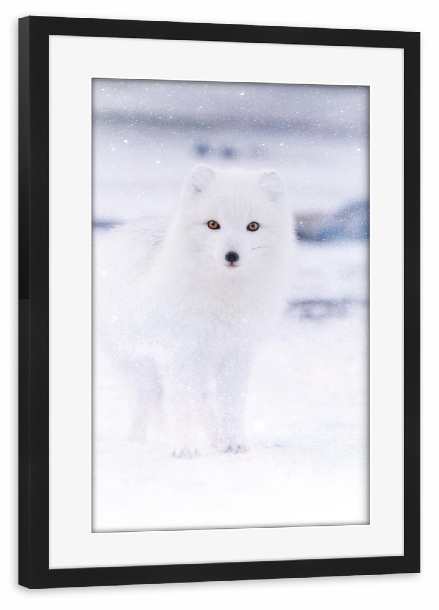 Poster mit Rahmen schwarz "Arctic Eyes" artboxONE - Reise,Tiere