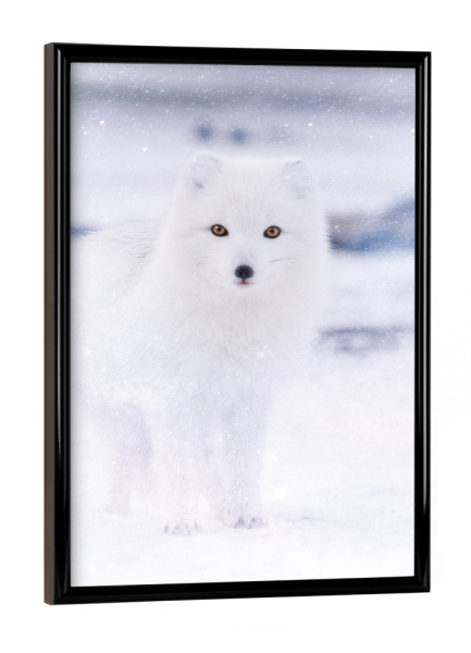 Poster mit schwarzem Rahmen "Arctic Eyes" artboxONE - Reise,Tiere