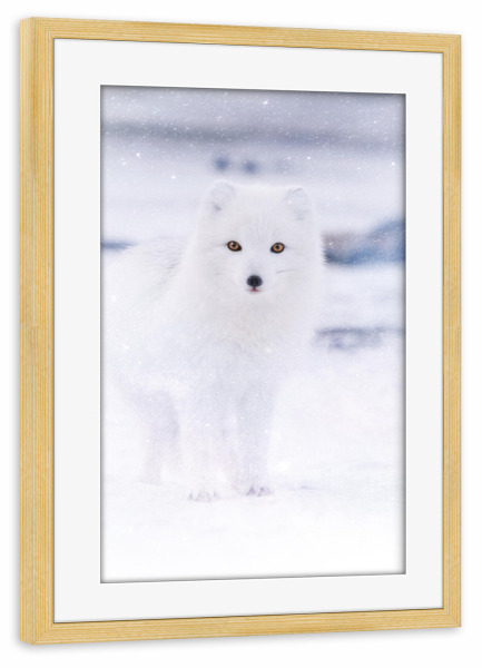 Poster mit Rahmen kiefer "Arctic Eyes" artboxONE - Reise,Tiere