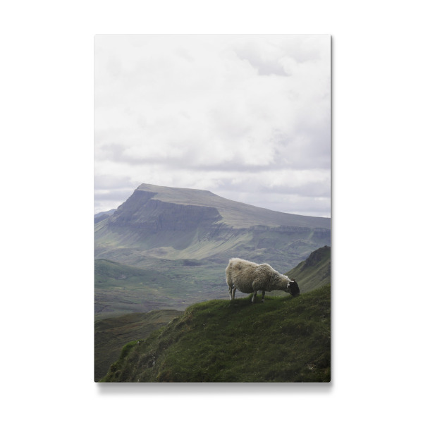 Galerie-Print "Scotland Sheep" 30x20 cm artboxONE