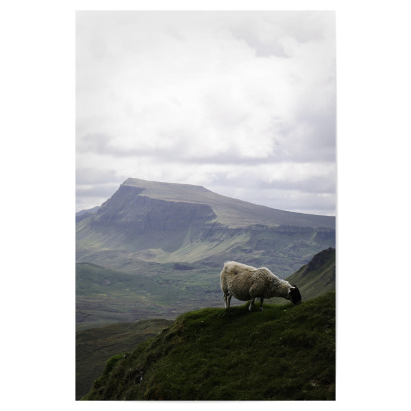 Poster "Scotland Sheep" artboxONE - Natur,Reise,Tiere