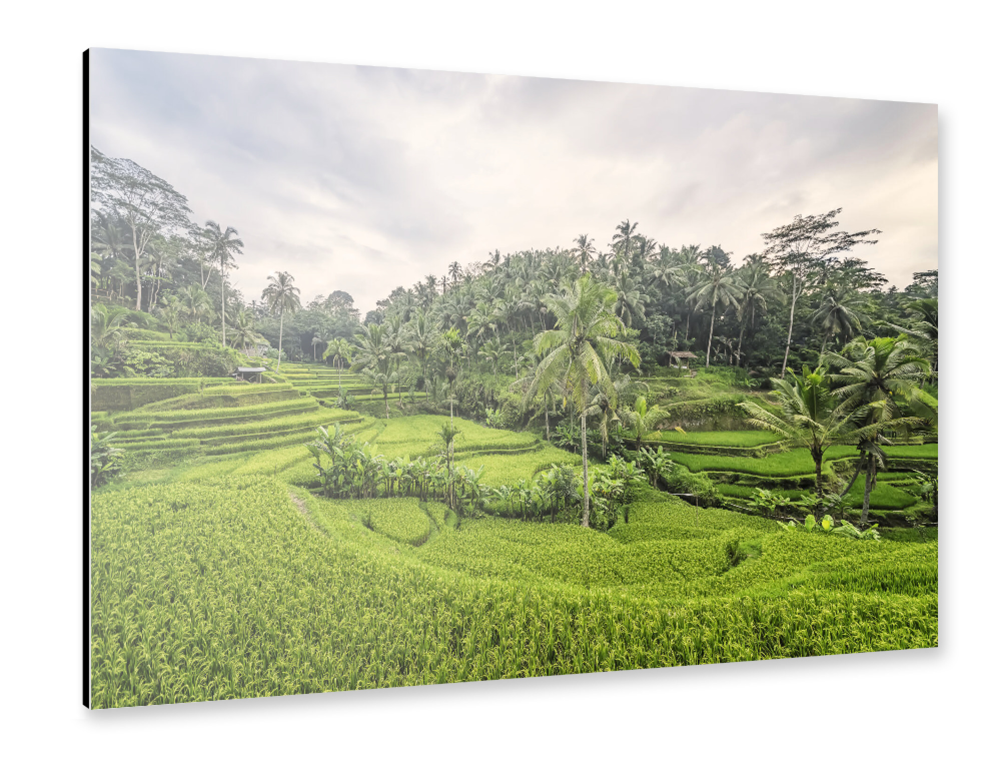 Alu-Dibond "Tegallalang" 30x20 cm artboxONE