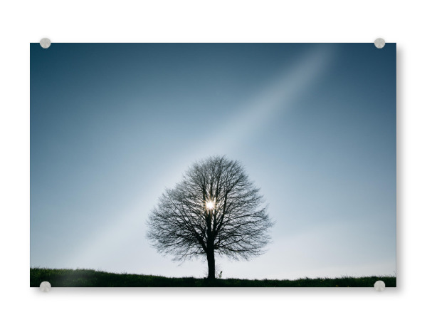 Acrylglasbild "Single backlit tree" artboxONE - Natur - Single,Meadow,Spring,Sun,Simple,Minimal,Outdoor,Landscape,Gray,Blue,Natur,Nature,Baum,Tree