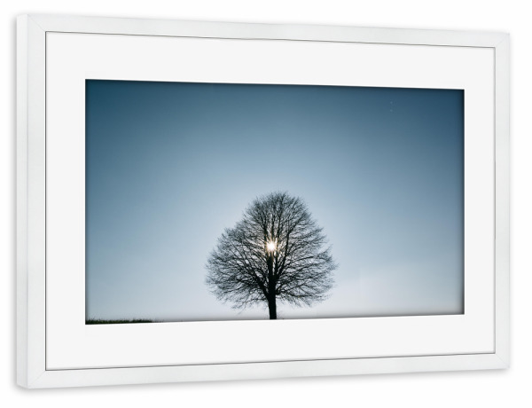 Poster mit Rahmen weiß "Single backlit tree" artboxONE - Natur