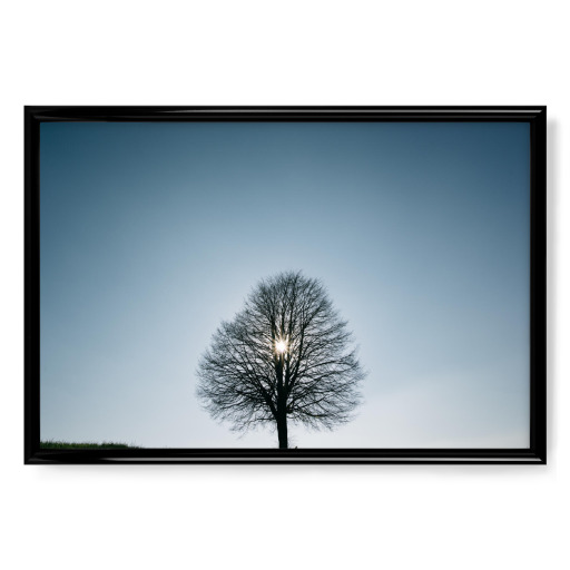 Single backlit tree