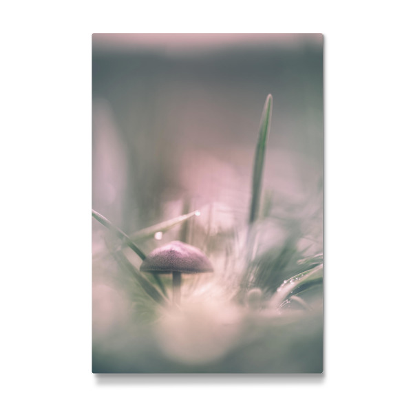 Galerie-Print "Kleiner Pilz" 30x20 cm artboxONE