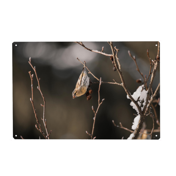 Metall Poster "Winterbird" artboxONE - Natur,Tiere - Animal,Tiere,Bird,Wildlife,Winter,Tree,Baum,Schnee,Allgäu,Bayern,Wald,Ast,Vogel - Blechschild