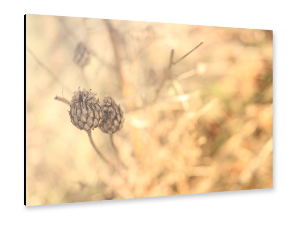 Alu-Dibond "Trockenblume" 30x20 cm artboxONE