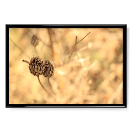 Trockenblume