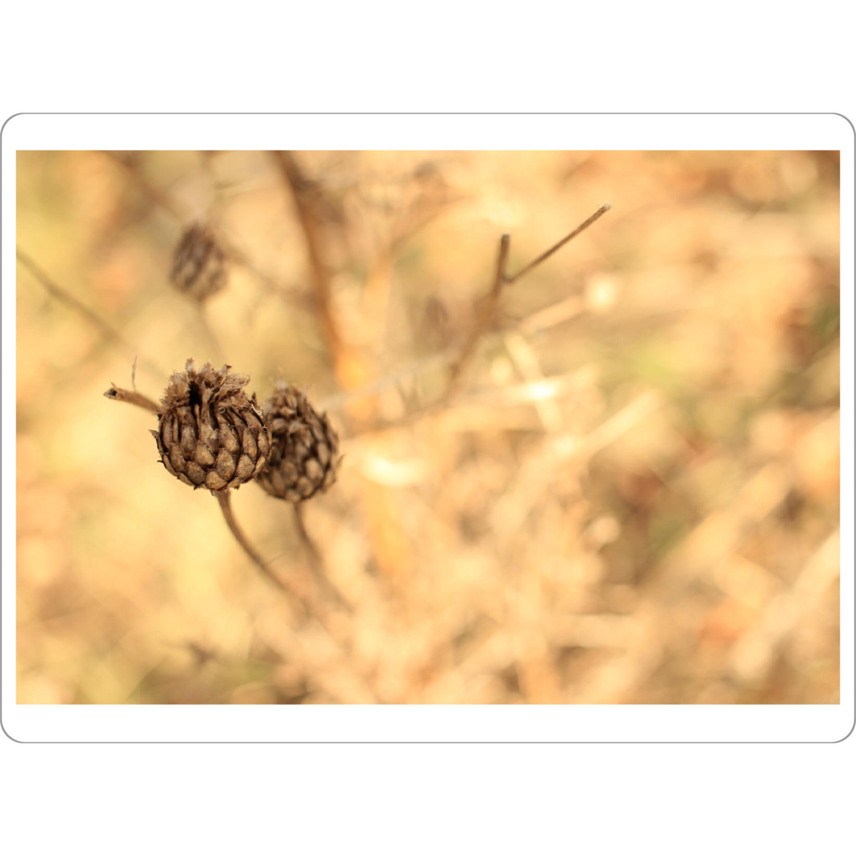 Tischset "Trockenblume" artboxONE - Natur - Natur,Naturliebe,Naturfotografie,Trockenblume,Erdtöne,Brauntöne,Beige,Braun,Wald - Bild natur