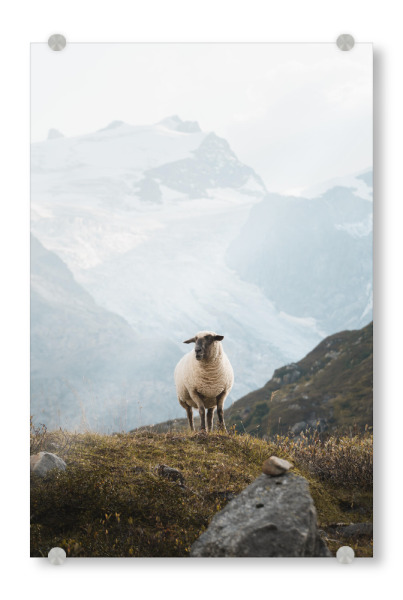 Acrylglasbild "Sheep in the Swiss Alps" artboxONE - Natur,Reise,Tiere,Reise / Länder
