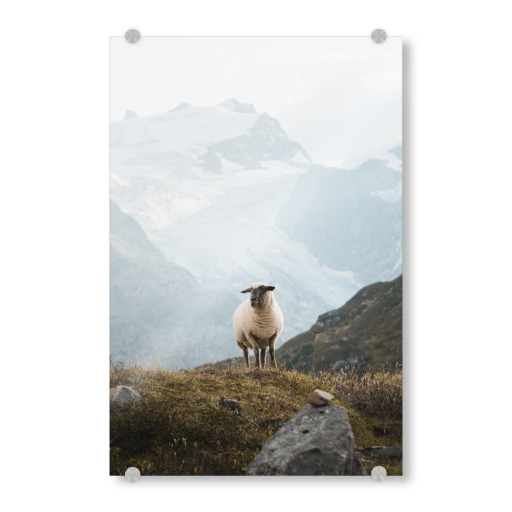 Sheep in the Swiss Alps