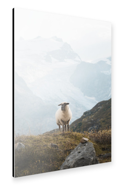 Alu-Dibond "Sheep in the Swiss Alps" 30x20 cm artboxONE
