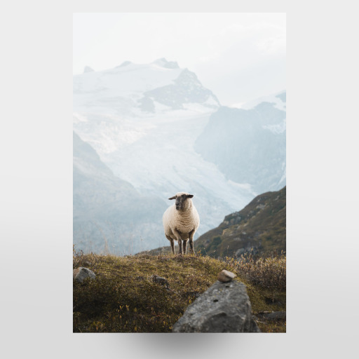 Sheep in the Swiss Alps