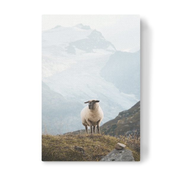 Leinwandbild "Sheep in the Swiss Alps" artboxONE - Natur,Reise,Tiere,Reise / Länder