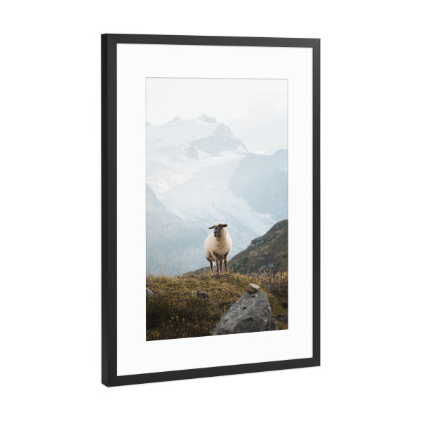 Poster mit Rahmen Schwarz (Metallic) "Sheep in the Swiss Alps" artboxONE - Natur,Reise,Tiere,Reise / Länder