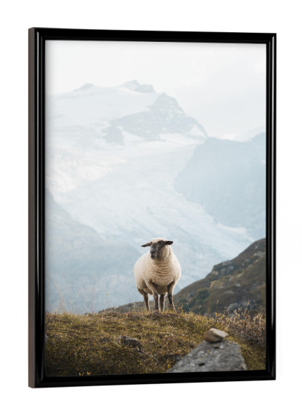 Poster mit schwarzem Rahmen "Sheep in the Swiss Alps" artboxONE - Natur,Reise,Tiere,Reise / Länder