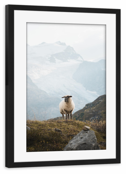 Poster mit Rahmen schwarz "Sheep in the Swiss Alps" artboxONE - Natur,Reise,Tiere,Reise / Länder