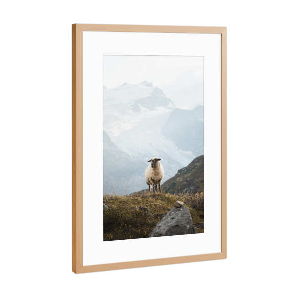 Poster mit Rahmen Kupfer "Sheep in the Swiss Alps" artboxONE - Natur,Reise,Tiere,Reise / Länder