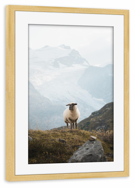 Poster mit Rahmen kiefer "Sheep in the Swiss Alps" artboxONE - Natur,Reise,Tiere,Reise / Länder