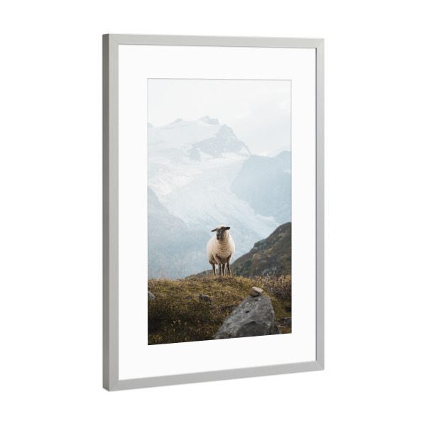 Poster mit Rahmen Silber "Sheep in the Swiss Alps" artboxONE - Natur,Reise,Tiere,Reise / Länder