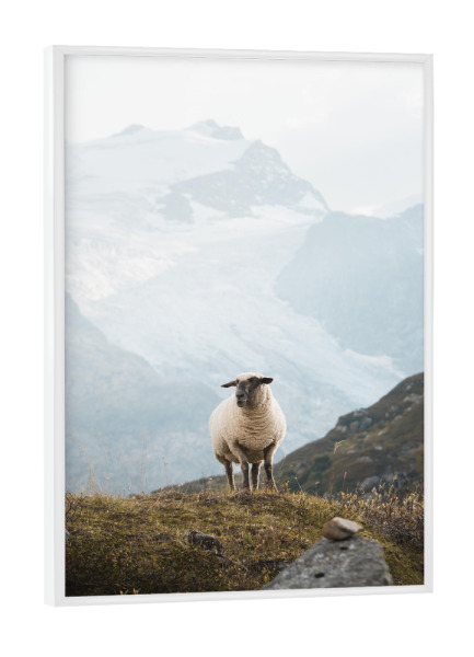 Poster mit weißem Rahmen "Sheep in the Swiss Alps" artboxONE - Natur,Reise,Tiere,Reise / Länder