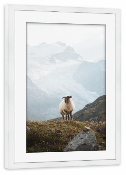 Poster mit Rahmen weiß "Sheep in the Swiss Alps" artboxONE - Natur,Reise,Tiere,Reise / Länder