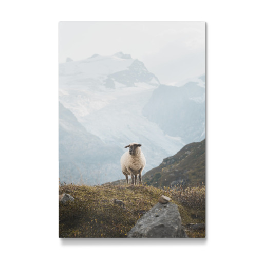 Sheep in the Swiss Alps