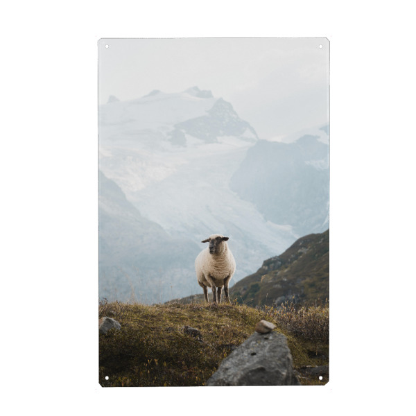 Metall Poster "Sheep in the Swiss Alps" artboxONE - Natur,Reise,Tiere,Reise / Länder