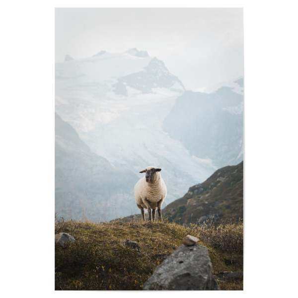 Poster "Sheep in the Swiss Alps" artboxONE - Natur,Reise,Tiere,Reise / Länder