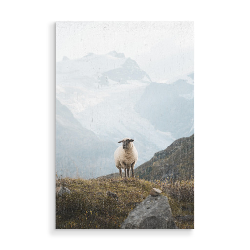 Sheep in the Swiss Alps Sheep in the Swiss Alps